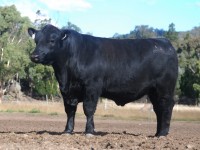 Annual Bull Sale