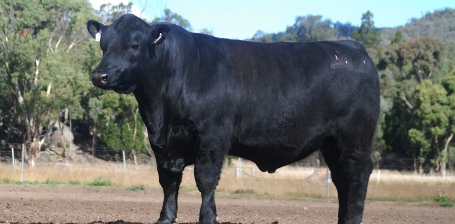 Annual Bull Sale