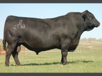 S Chisum 6175