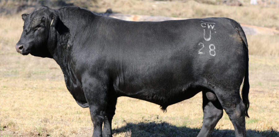 Glenisa Benchmark U28 | Lot 5 | Annual Bull & Female Sale